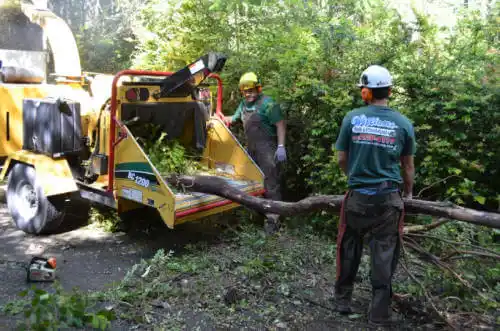 tree services La Riviera